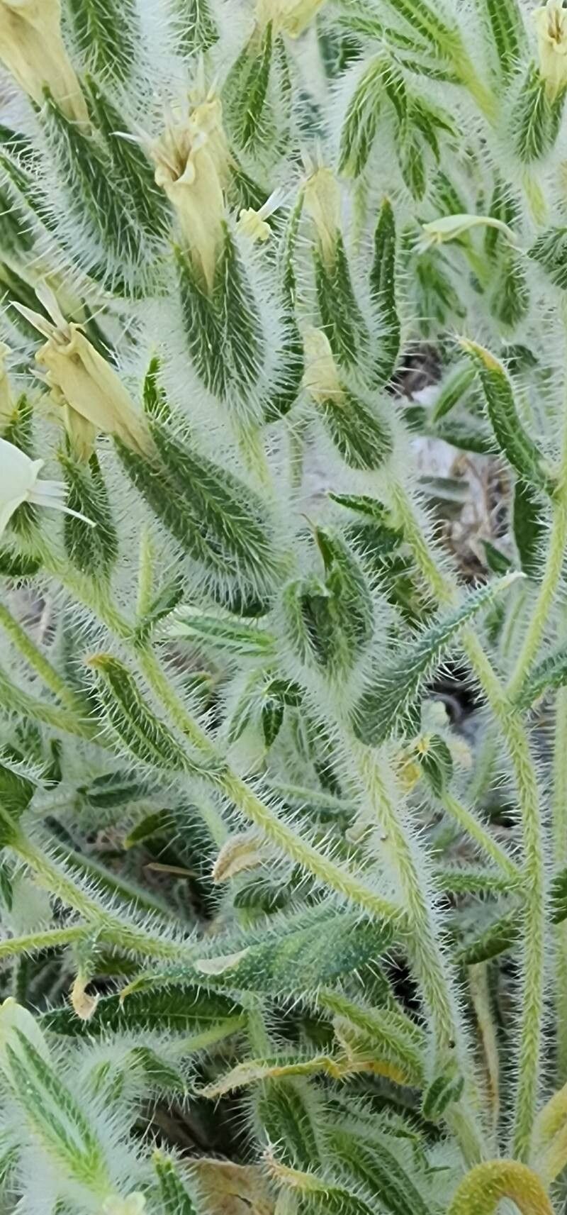 Onosma microcarpa fruit
