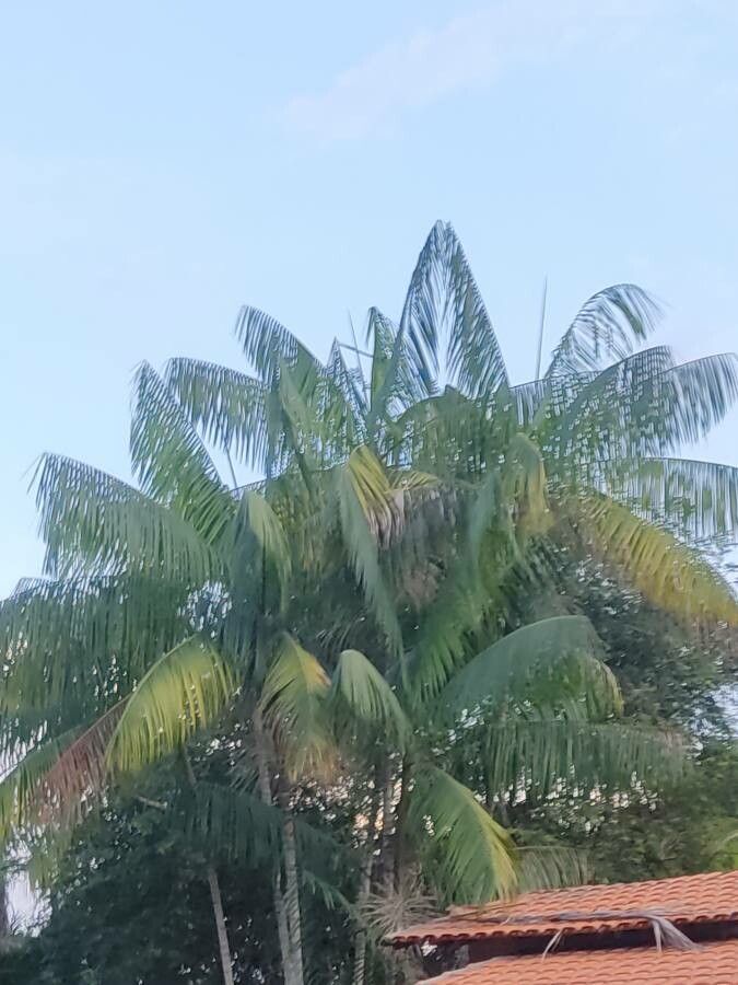 Euterpe precatoria leaf