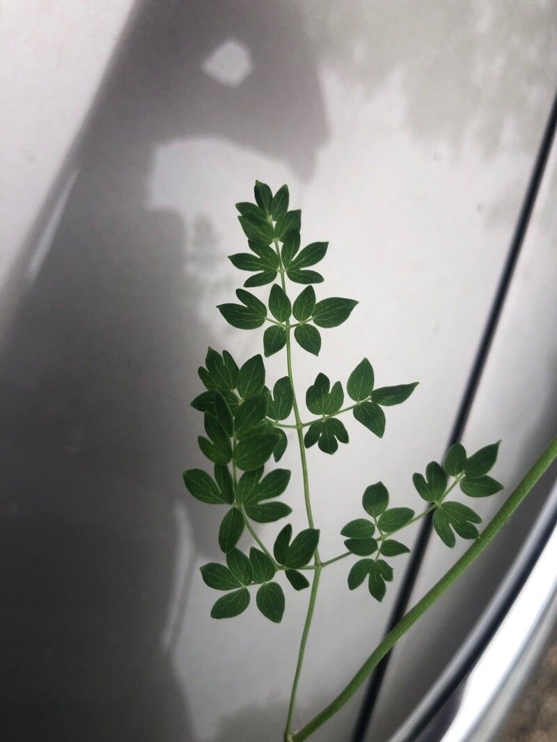 Thalictrum tuberosum leaf