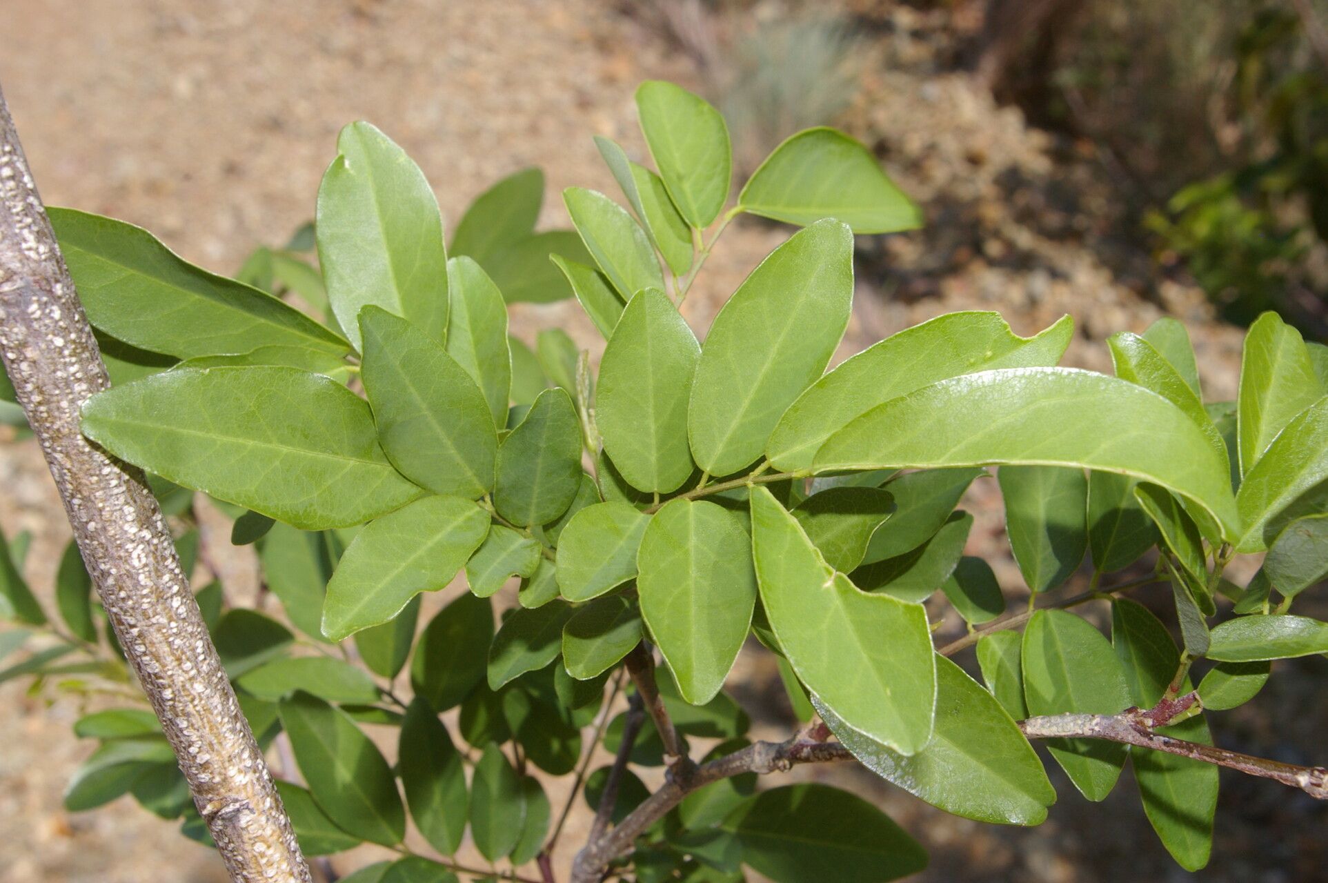 Coursetia elliptica — related species from the same genus