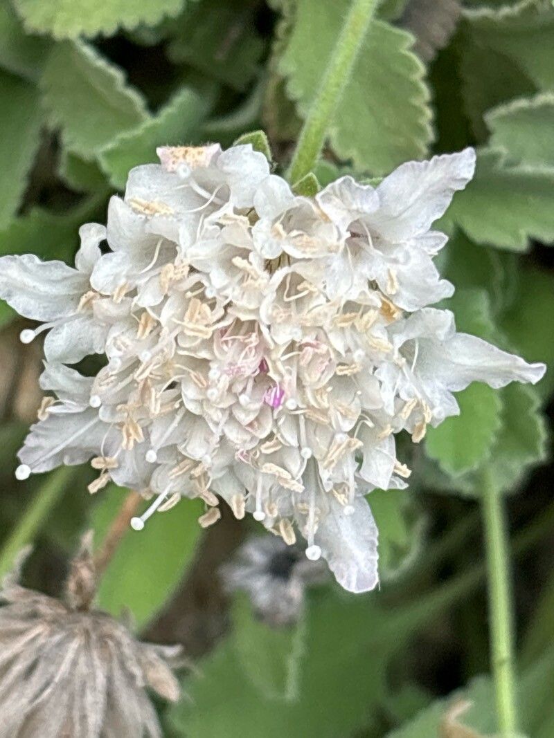 Pterocephalus pterocephala flower