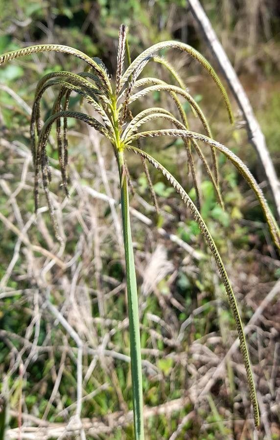 Eustachys retusa fruit