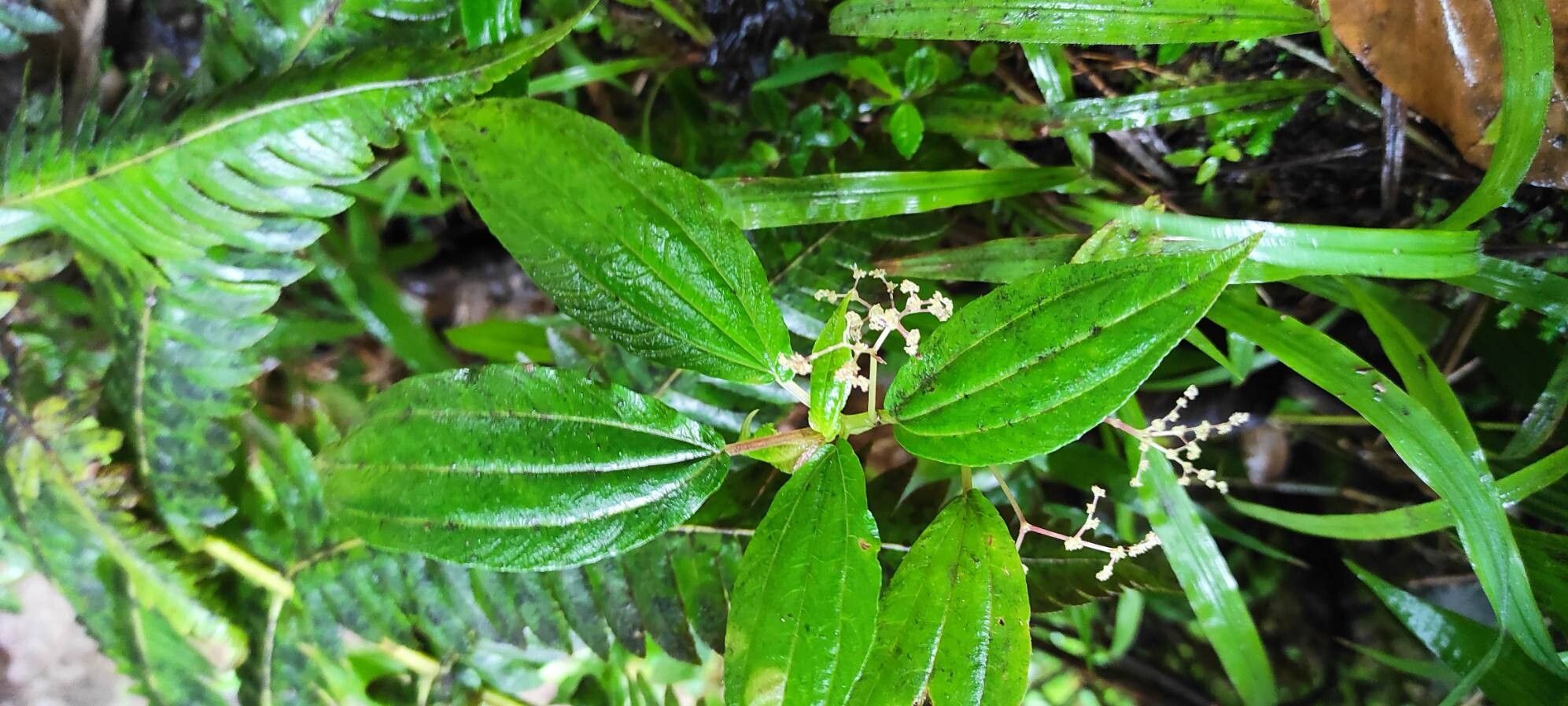 Aciotis indecora — related species from the same genus