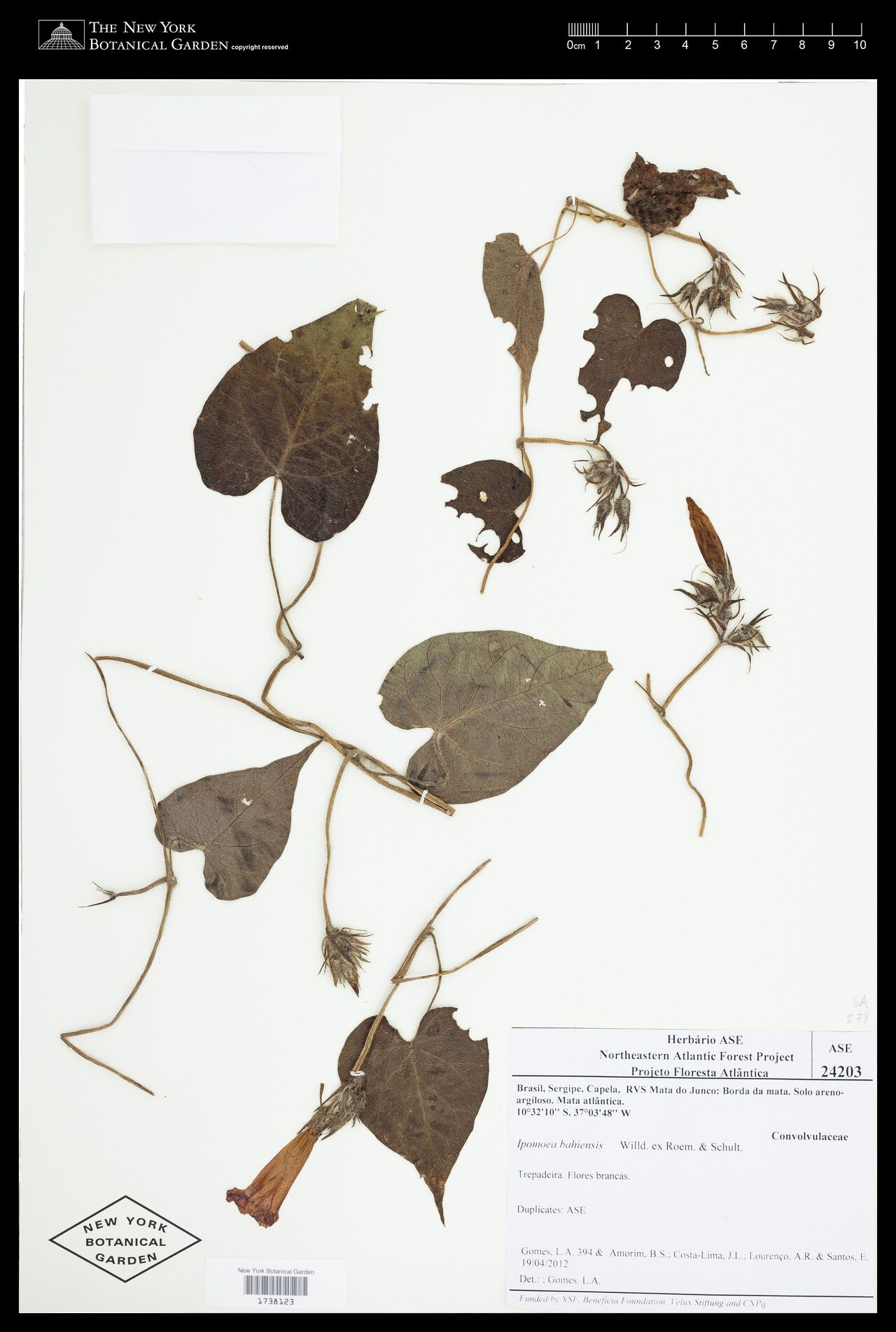 Ipomoea bahiensis — houseplant care guide