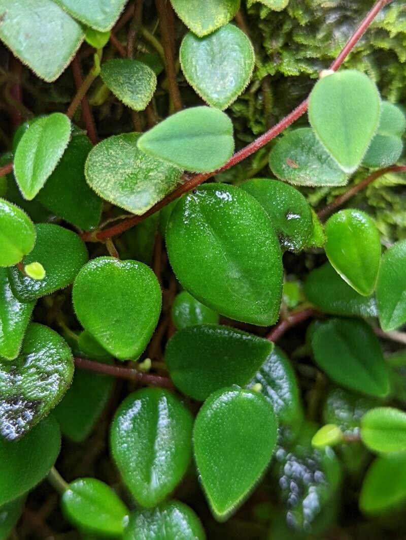 Peperomia fagerlindii — search result for 'Piperaceae'