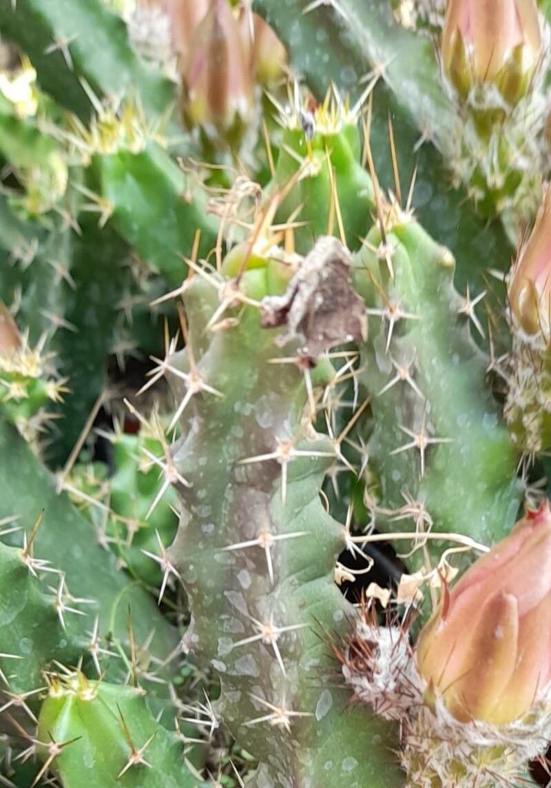 Echinocereus pentalophus — search result for 'Echinocereus'
