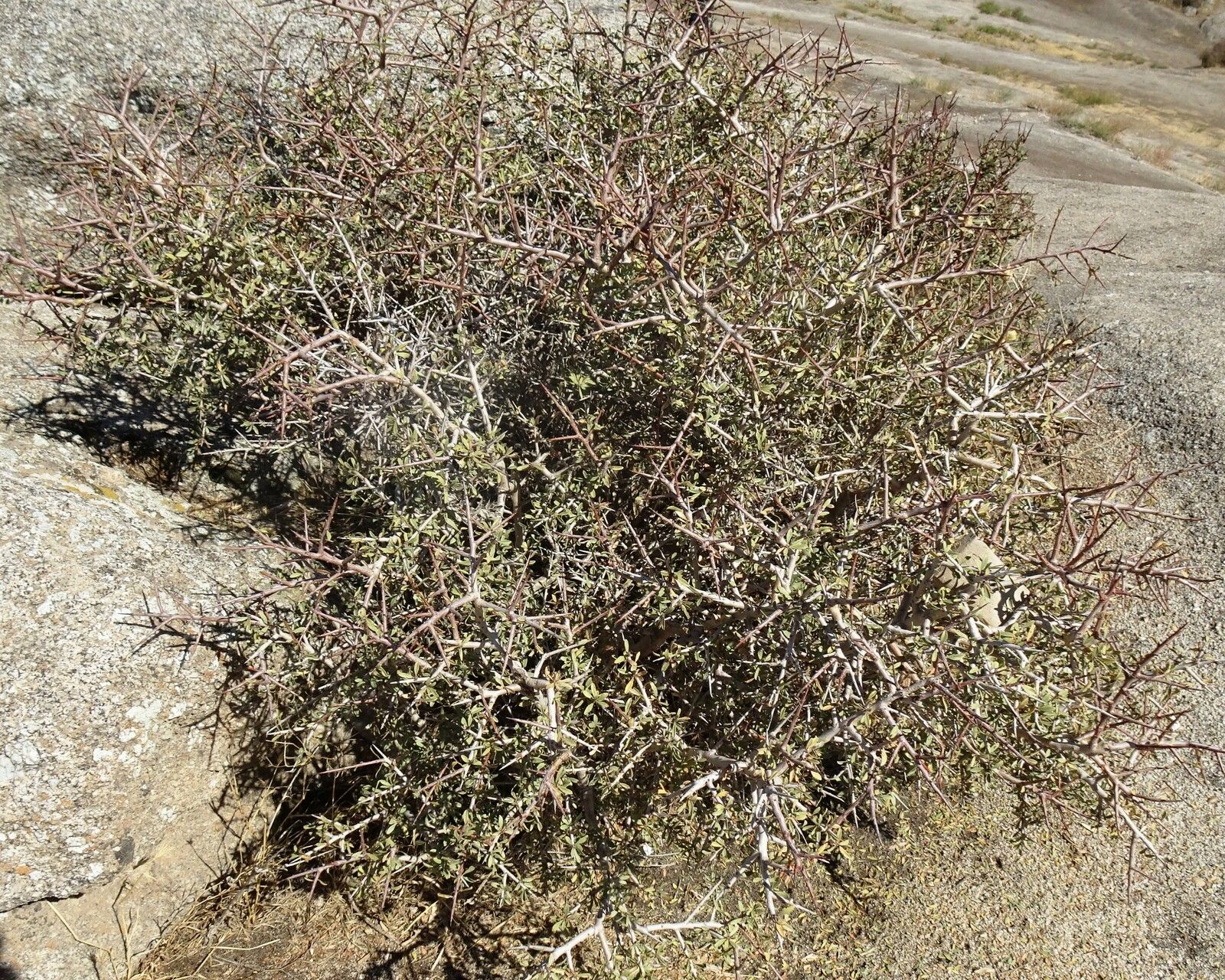 Coleogyne ramosissima habit