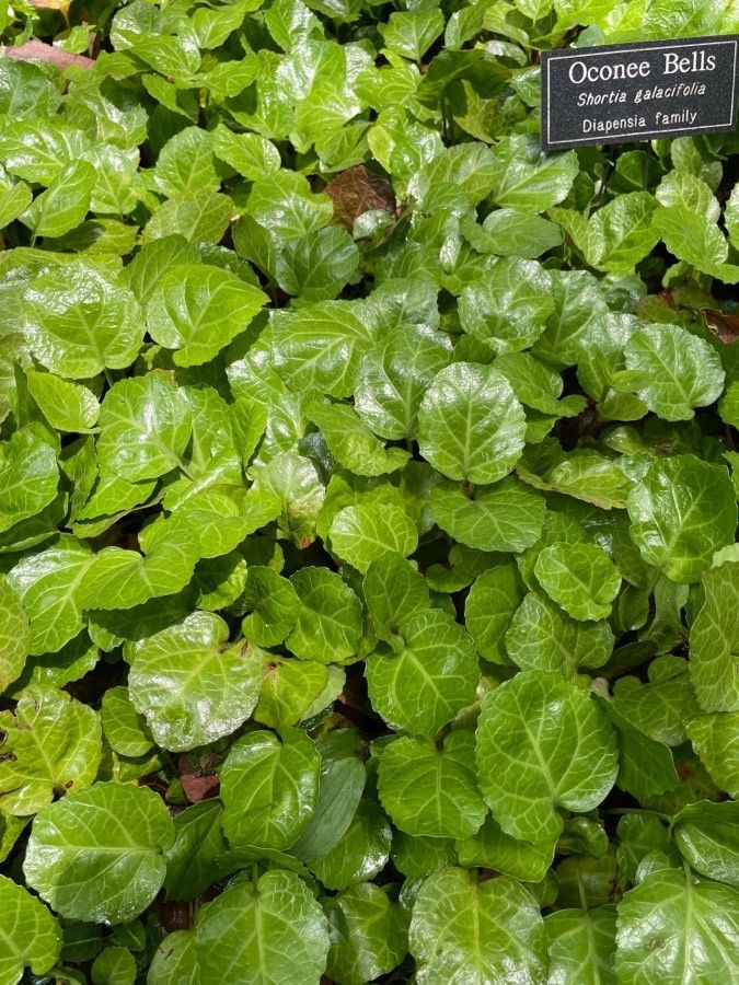 Shortia galacifolia — houseplant care guide