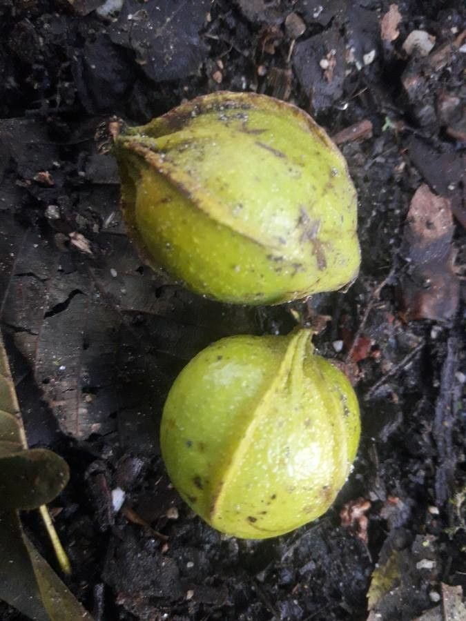 Carya amara fruit
