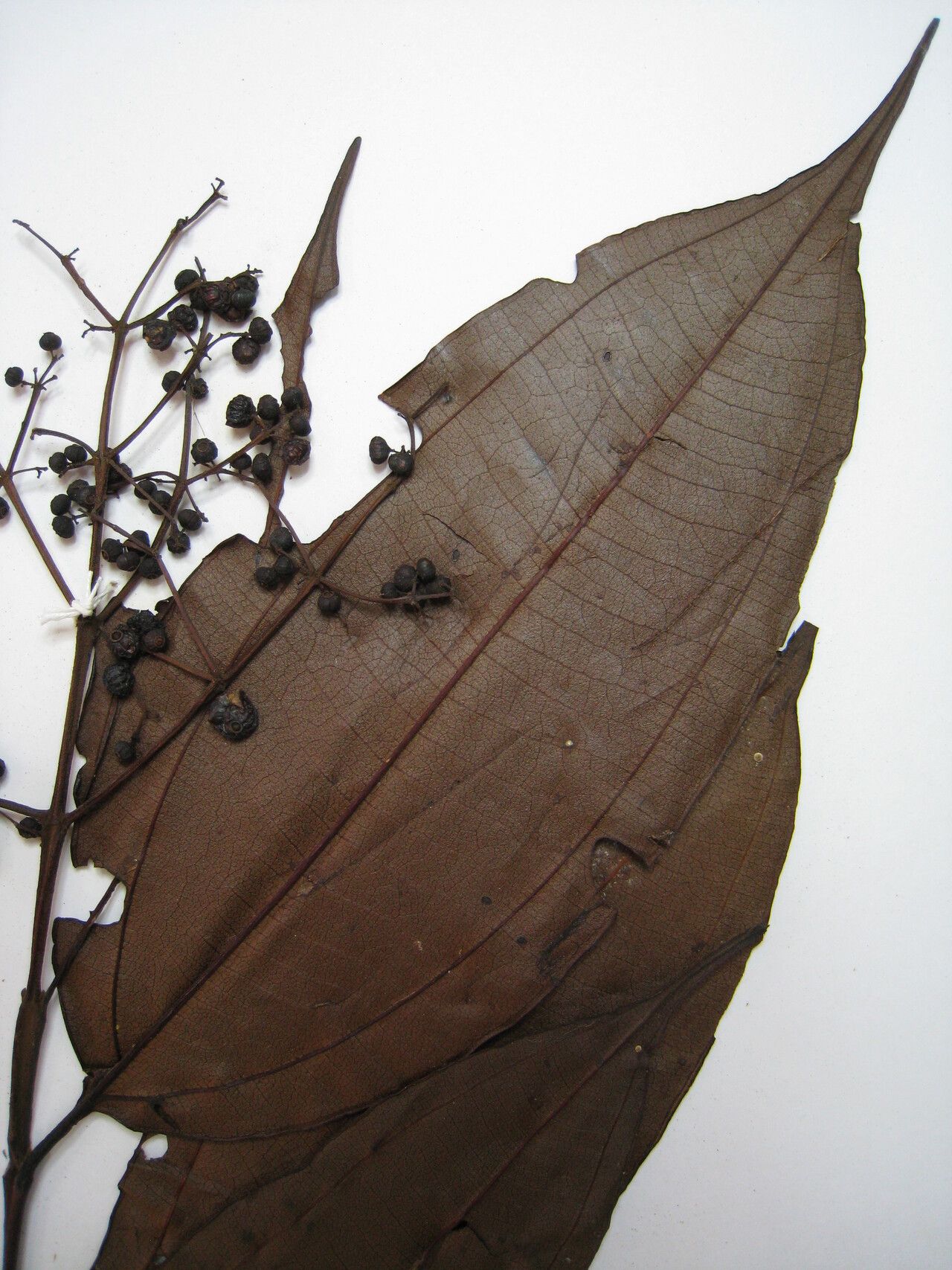 Miconia kappleri other