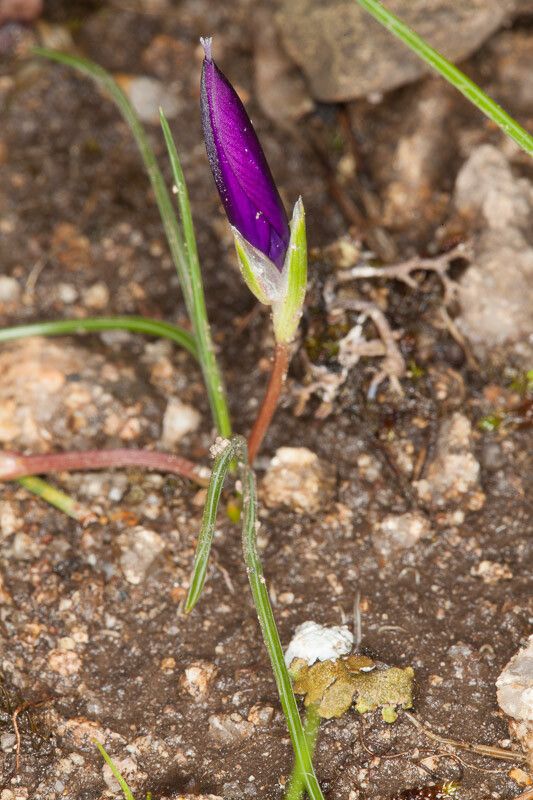 Romulea requienii flower