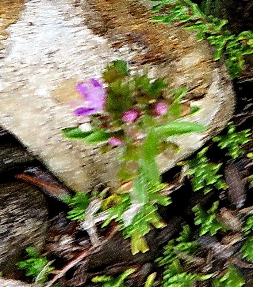 Thymus daghestanicus flower