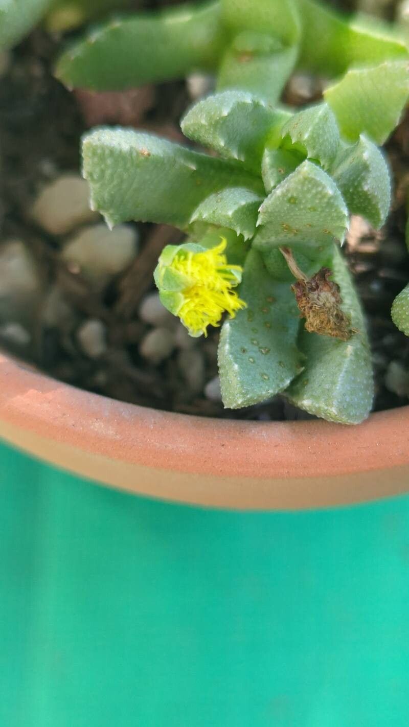 Stomatium mustelinum flower