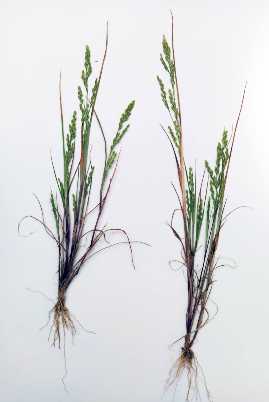 Catapodium hemipoa — related species from the same genus