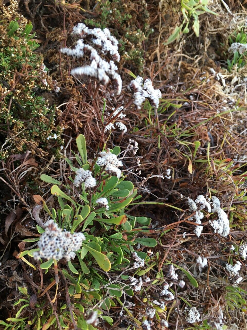 Limonium pectinatum flower