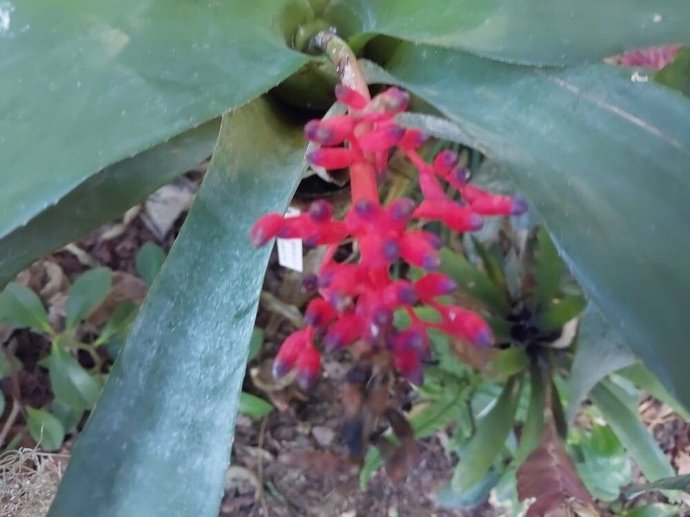Aechmea victoriana flower