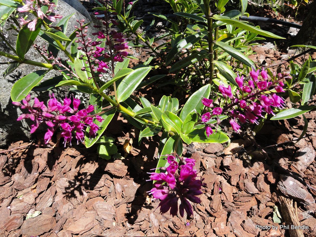 Veronica punicea flower