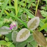 Desmodium paniculatum