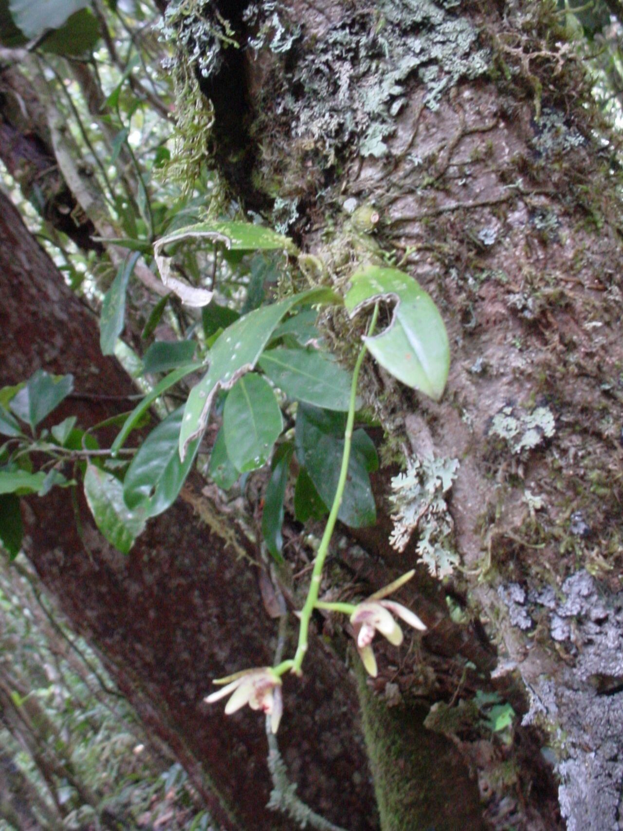 Bulbophyllum muricatum habit