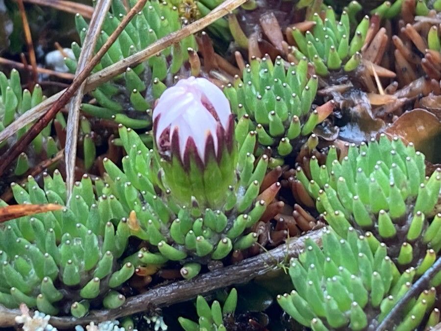 Xenophyllum humile — houseplant care guide