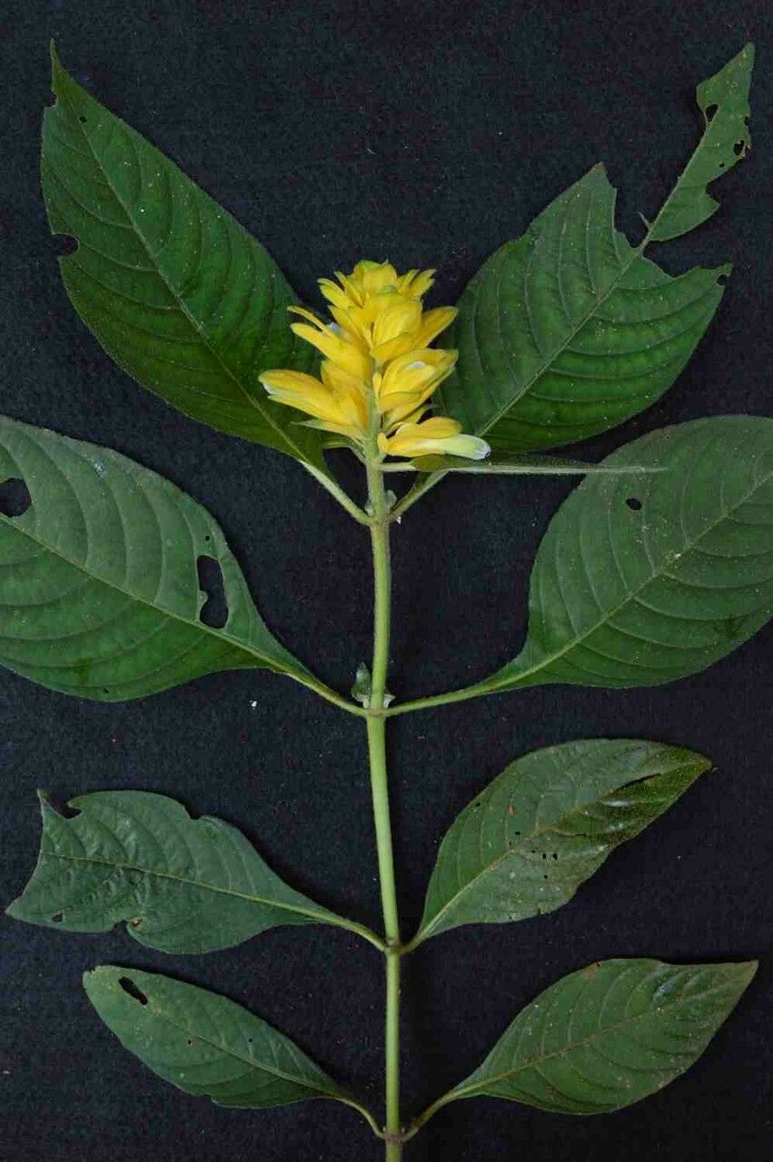 Staurogyne anigozanthus — related species from the same genus