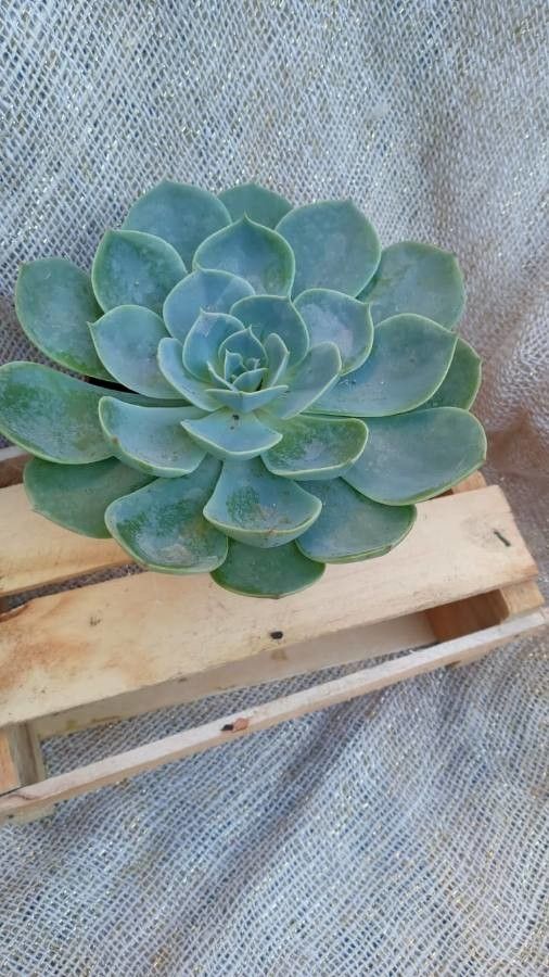 Echeveria pumila leaf