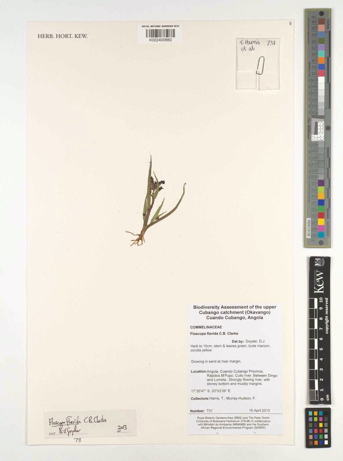 Floscopa flavida — related species from the same genus