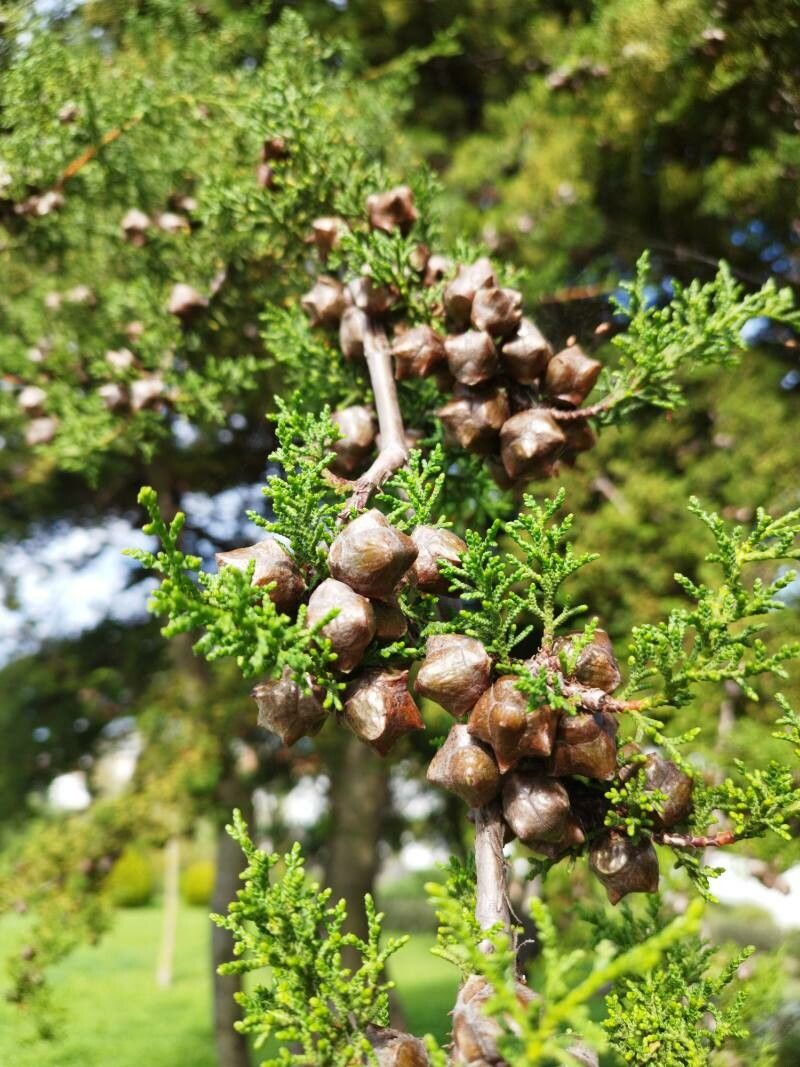 Cupressus goveniana fruit