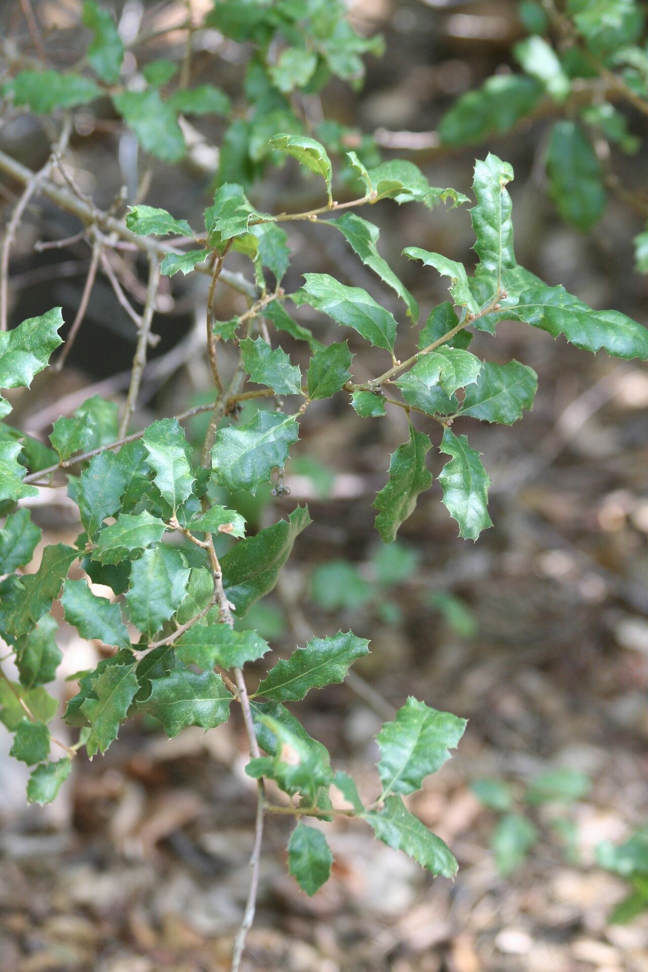 Quercus cornelius-mulleri leaf
