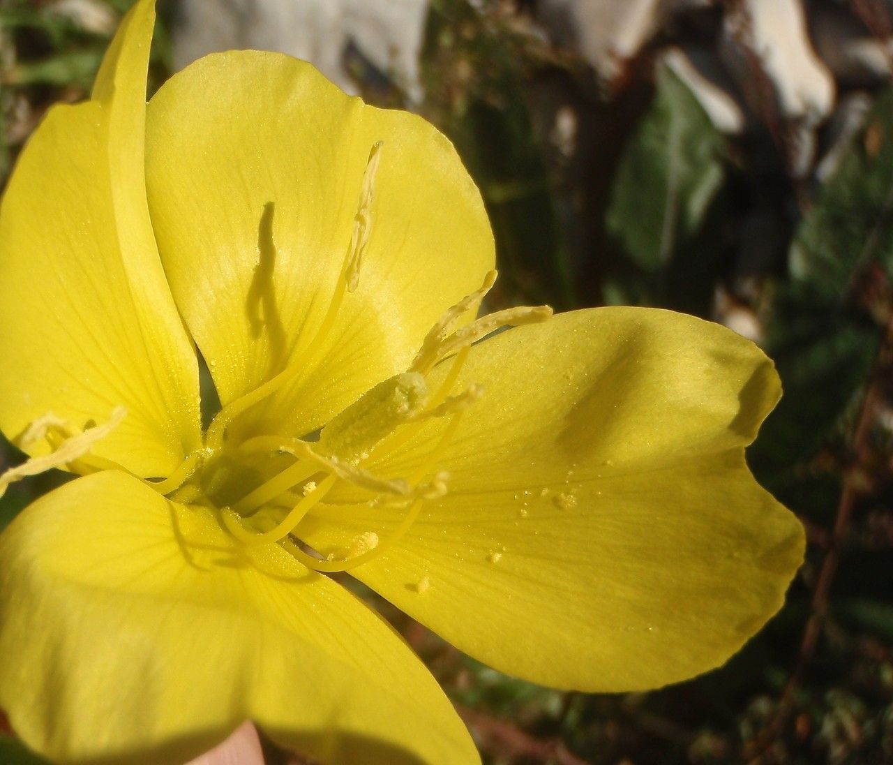 Oenothera stuchii flower