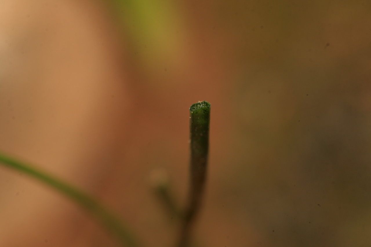 Prospero pulchellum — related species from the same genus