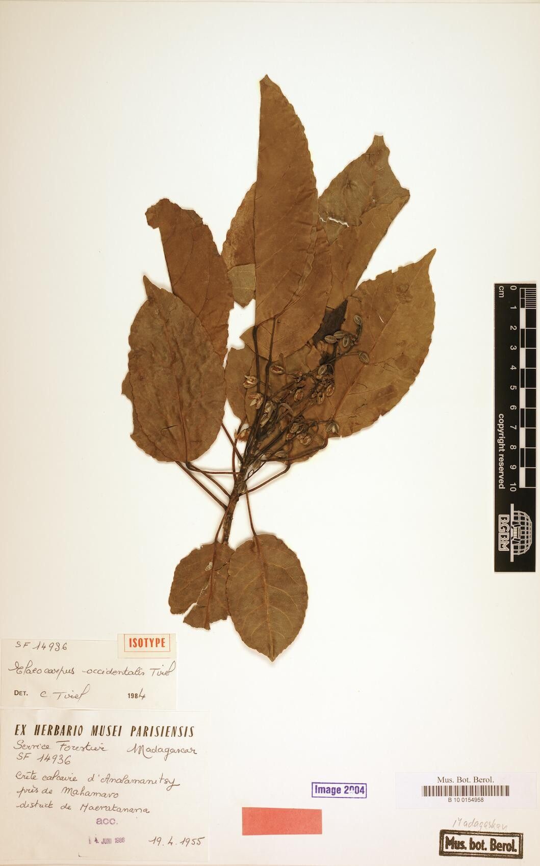 Elaeocarpus occidentalis — houseplant care guide