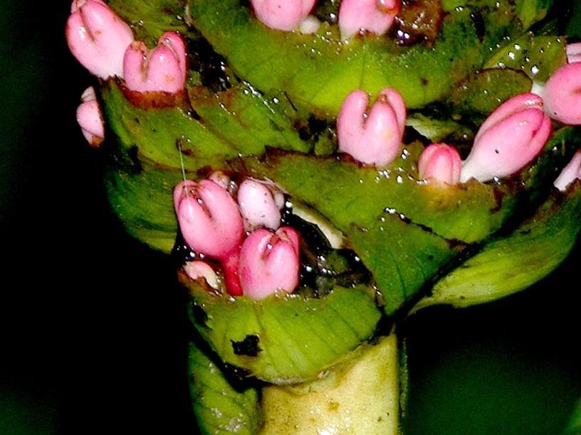 Renealmia costaricensis flower