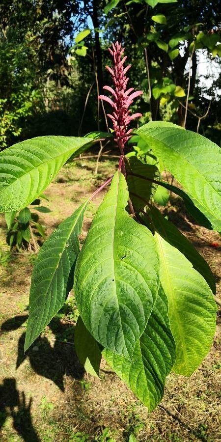 Phlogacanthus curviflorus — houseplant care guide