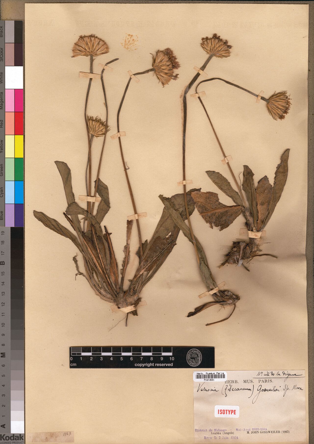 Vernonia gossweileri — houseplant care guide