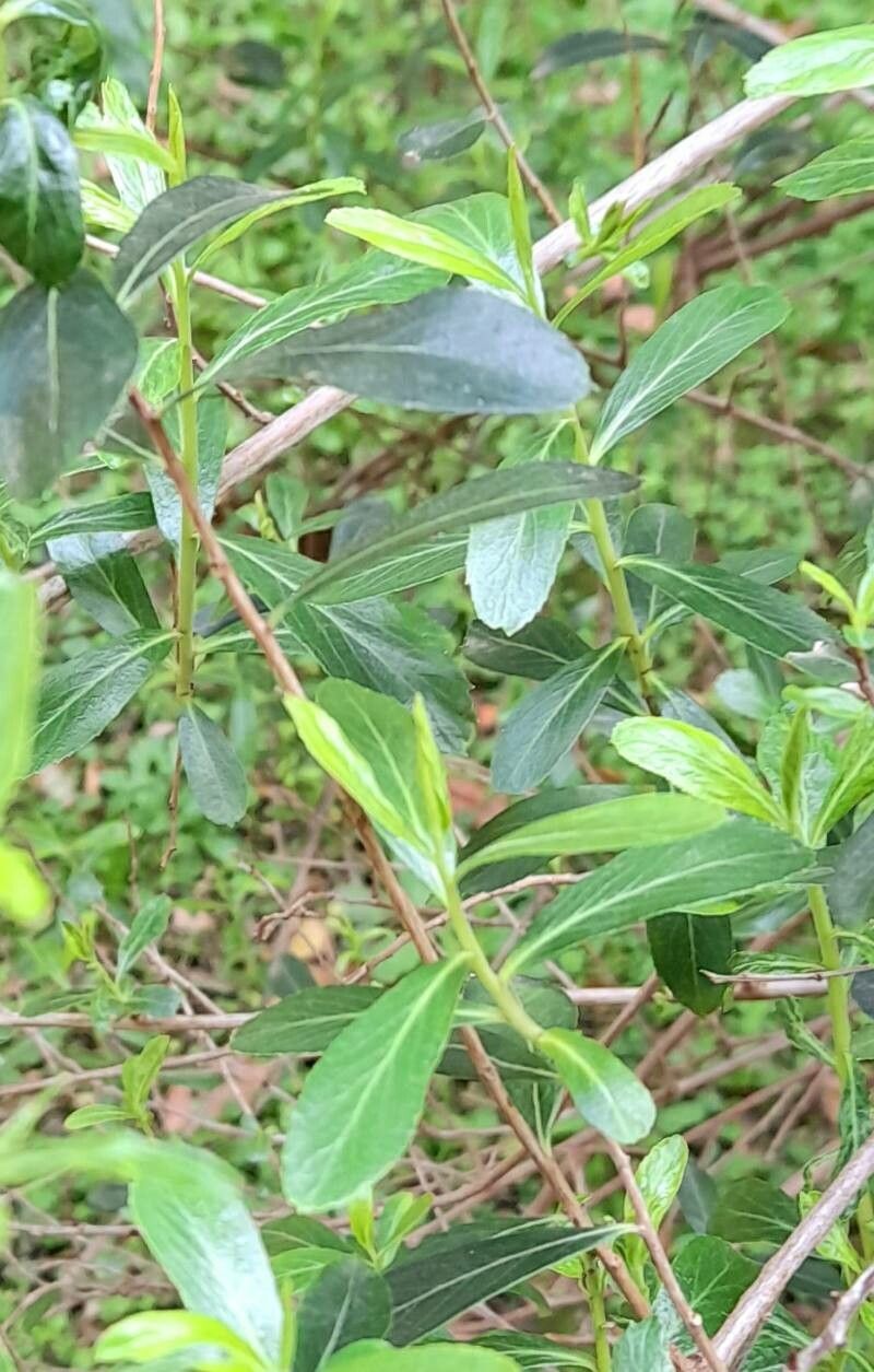 Escallonia megapotamica — search result for 'Escallonia'