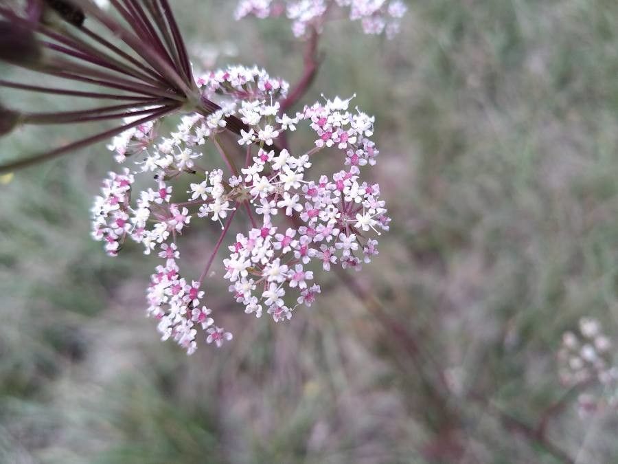 Seseli annuum flower