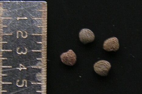 Rostellularia mollissima fruit