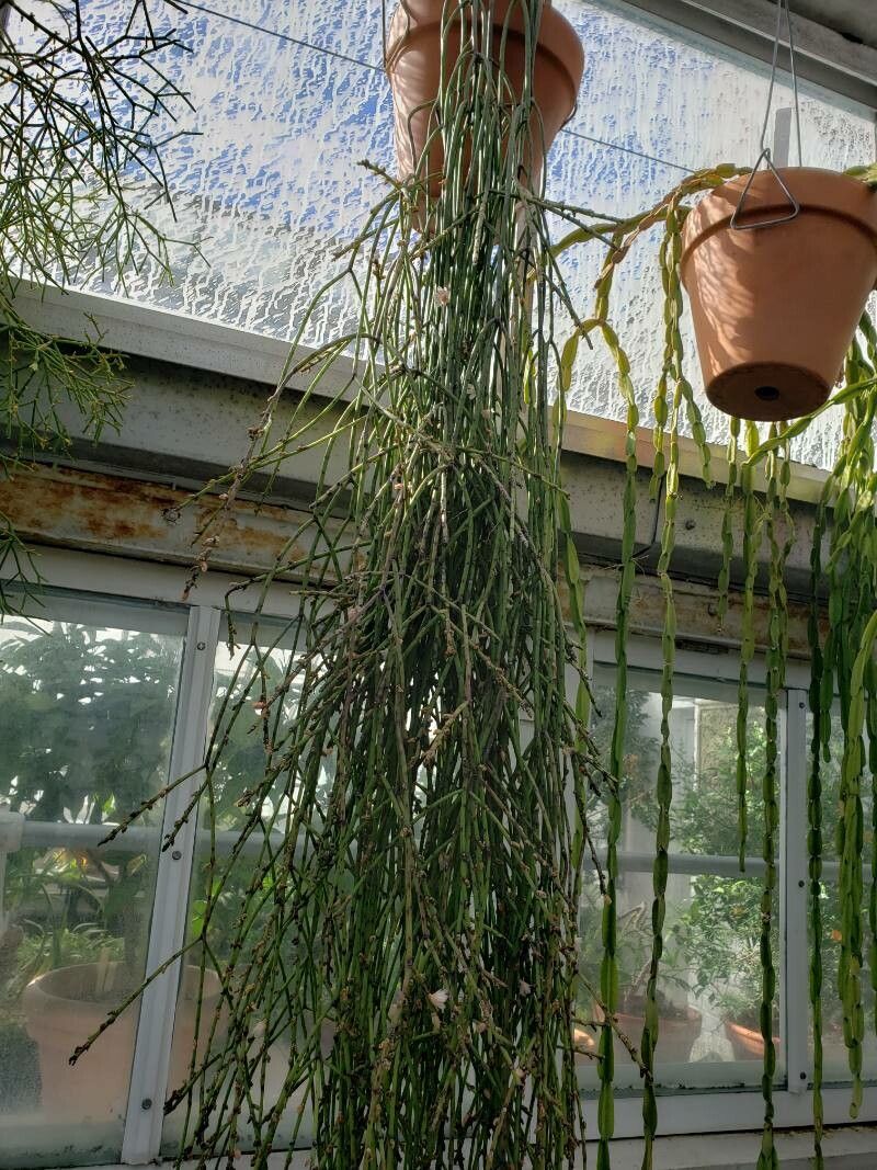 Rhipsalis puniceodiscus habit