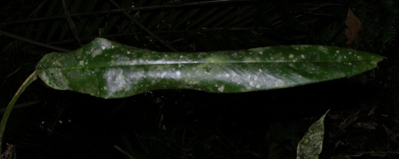 Philodendron ensifolium leaf