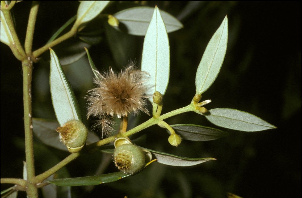 Atherosperma moschatum fruit