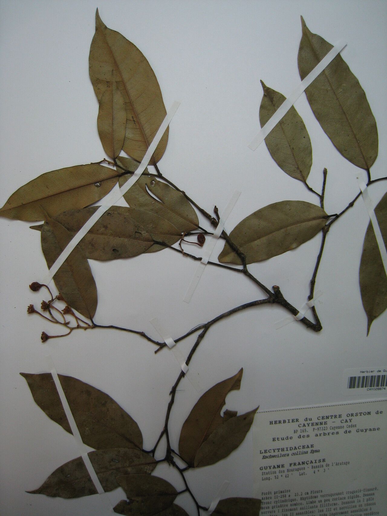 Eschweilera collina other