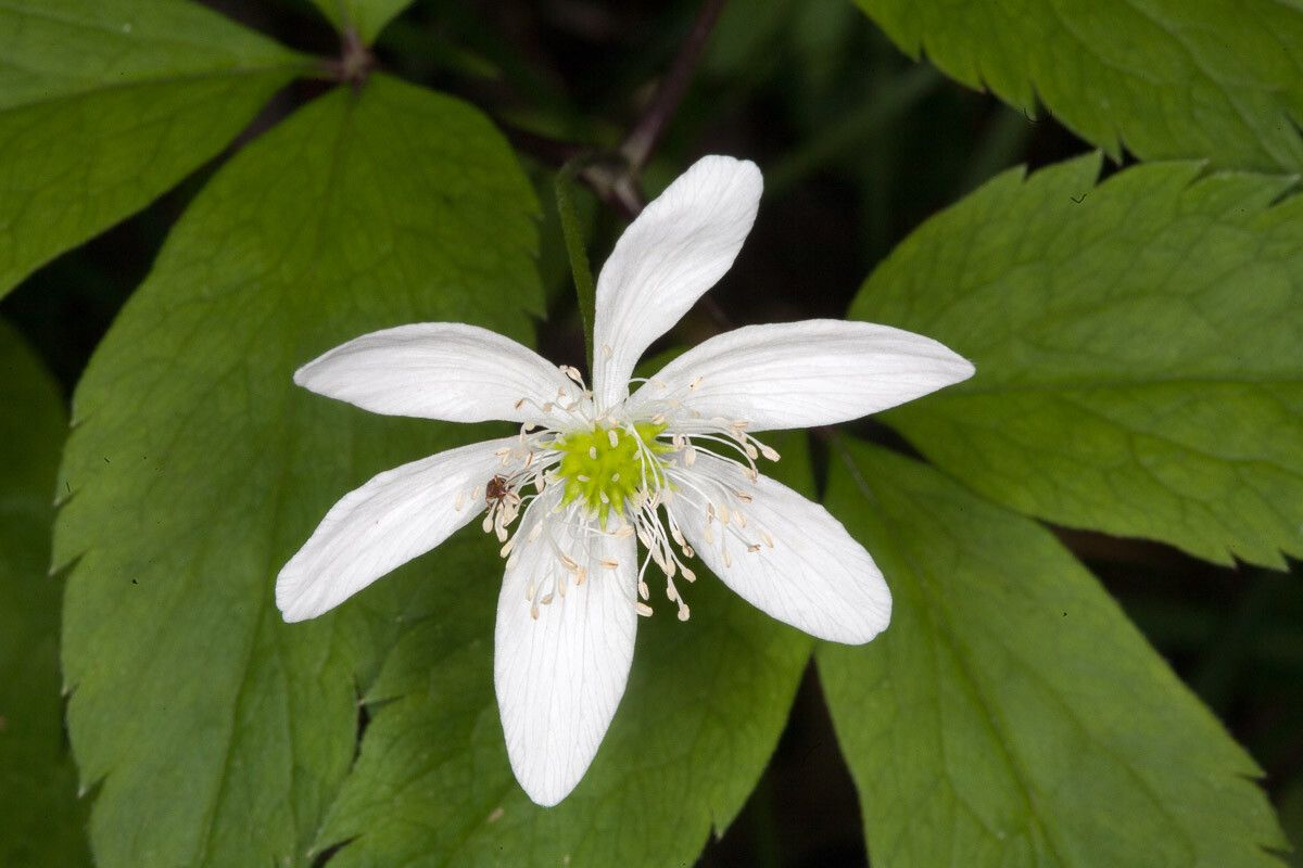 Anemone trifolia flower