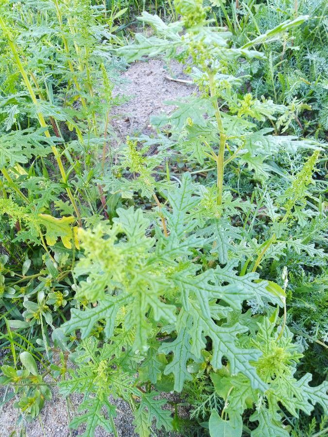 Chenopodium schraderianum flower