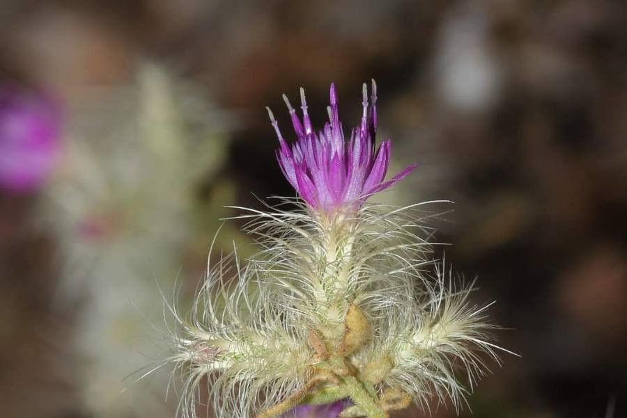 Centaurea zuccariniana — houseplant care guide