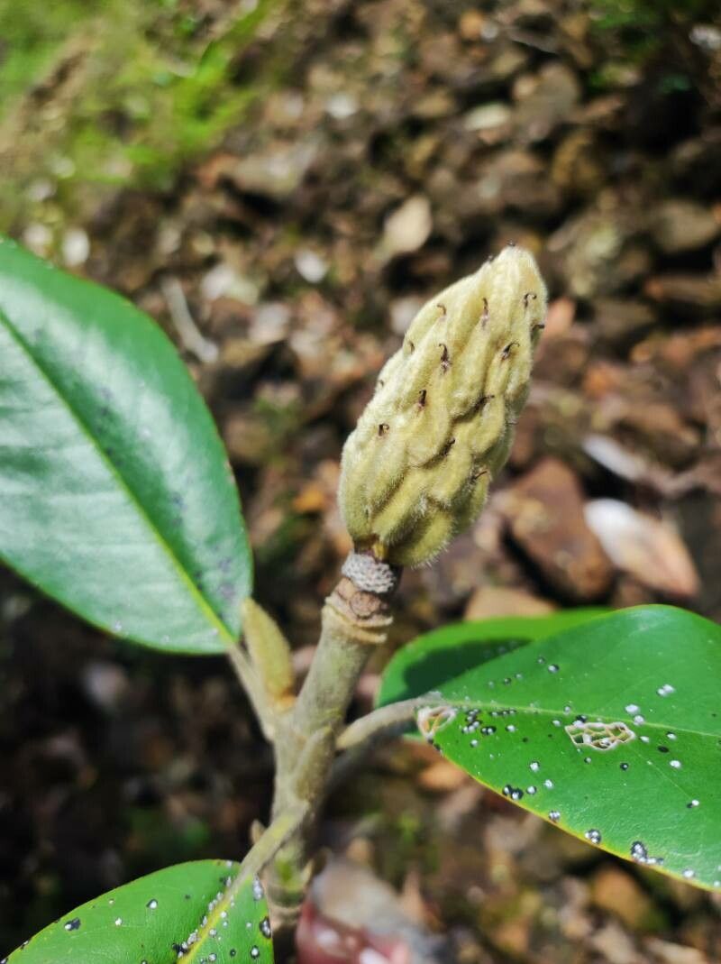 Magnolia sororum — search result for 'Magnolia'