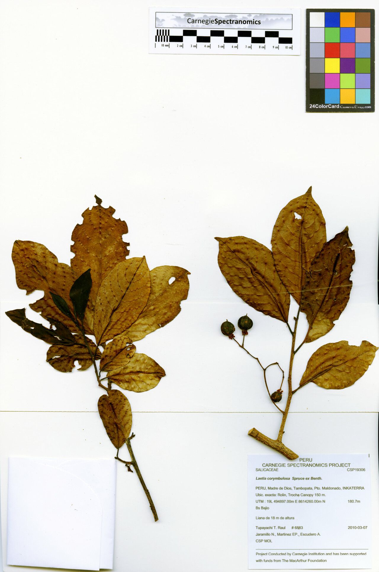 Casearia corymbulosa — houseplant care guide