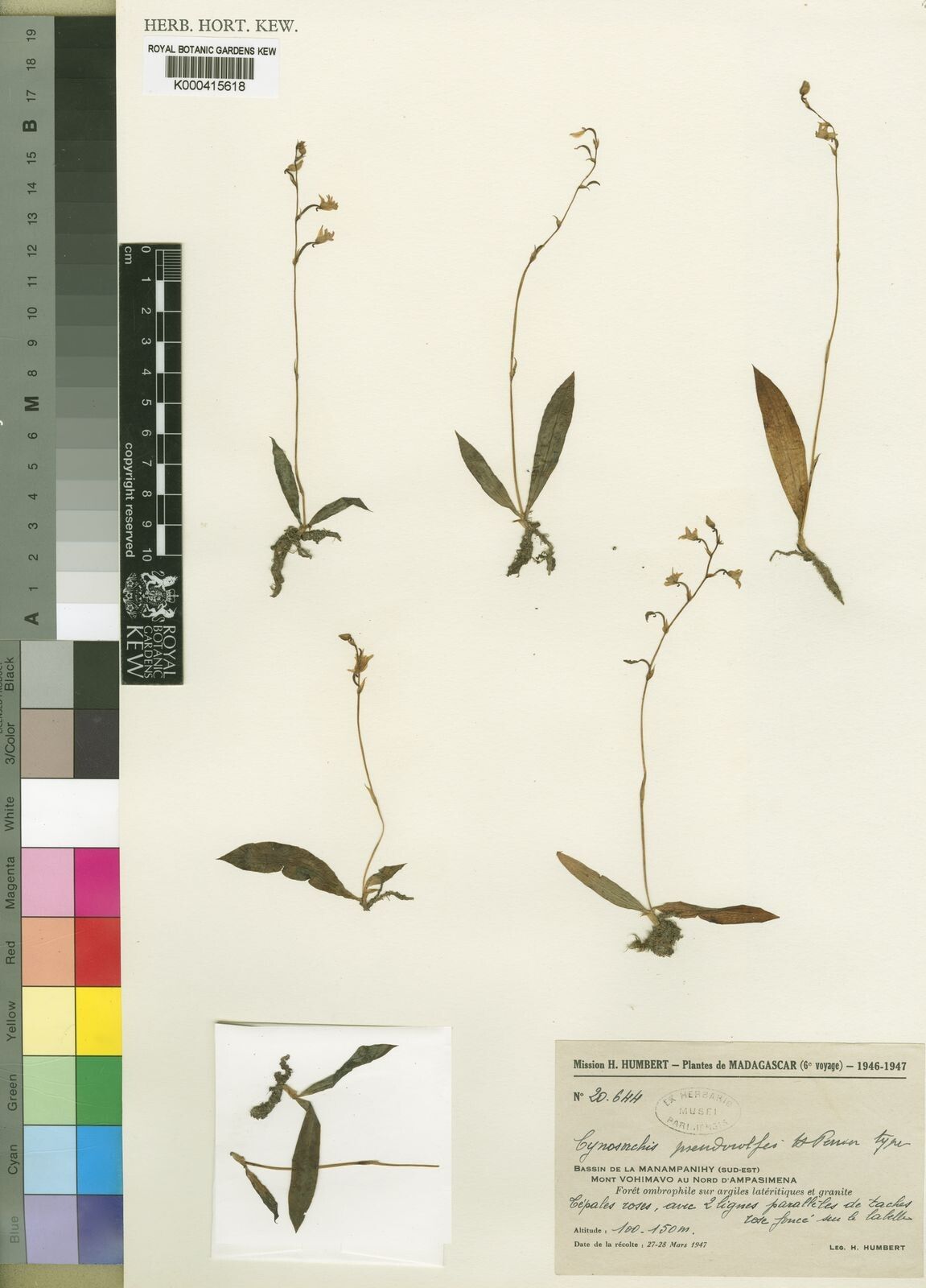 Cynorkis pseudorolfei — houseplant care guide