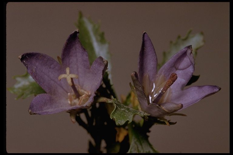 Campanula piperi — search result for 'Piper'