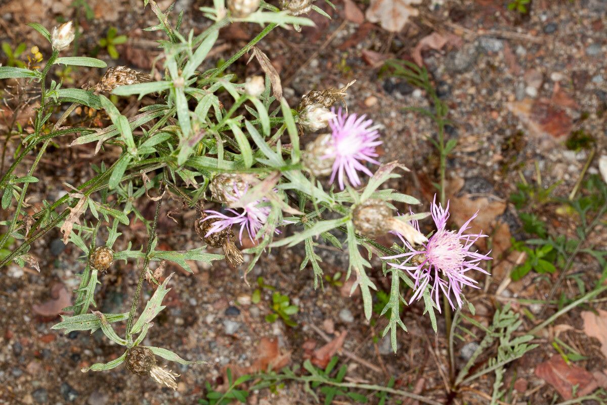 Centaurea deusta — houseplant care guide